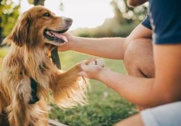 Dog Boarding Park Services