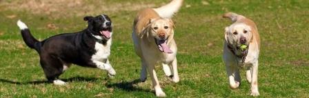 Pet Boarding in Gurgaon Image