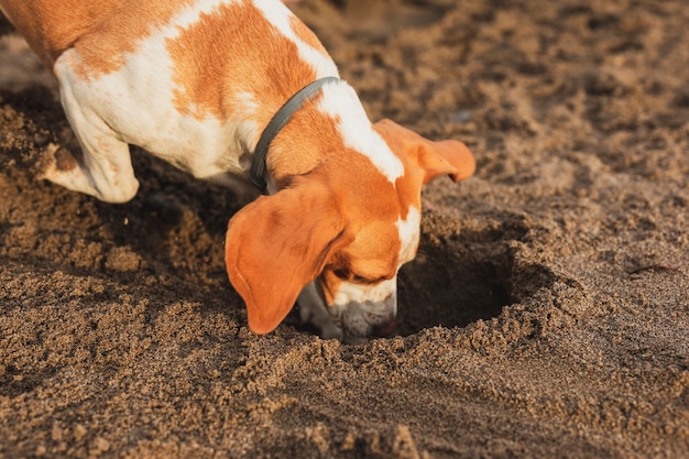 Dog Boarding Services