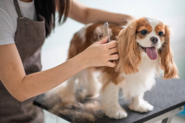 Dog Boarding Park Services