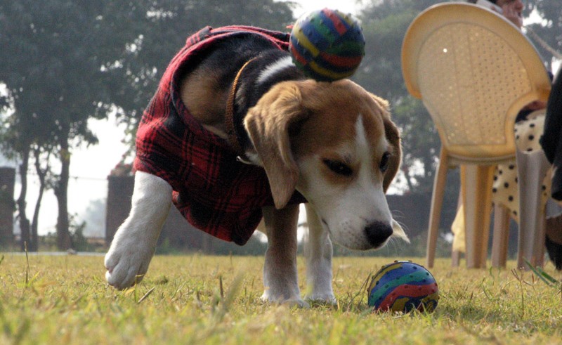 Dog Boarding Services