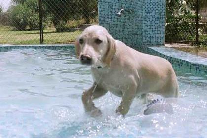 Dog Boarding Services