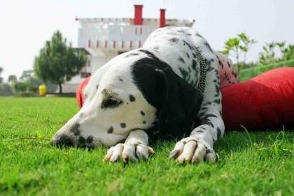 Dog Boarding Services