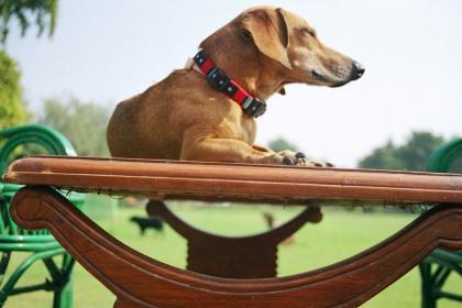 Dog Boarding Services