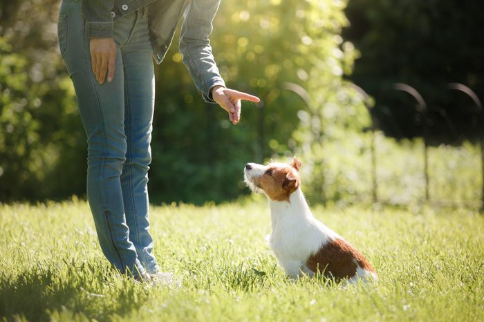 Dog Boarding Park Services