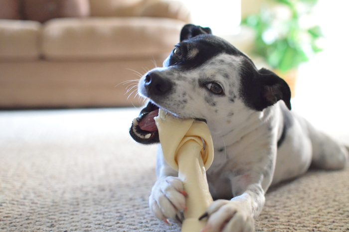 Dog Boarding Services