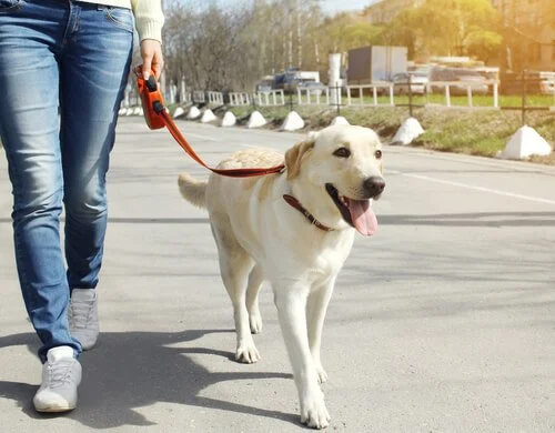 Dog Boarding Services