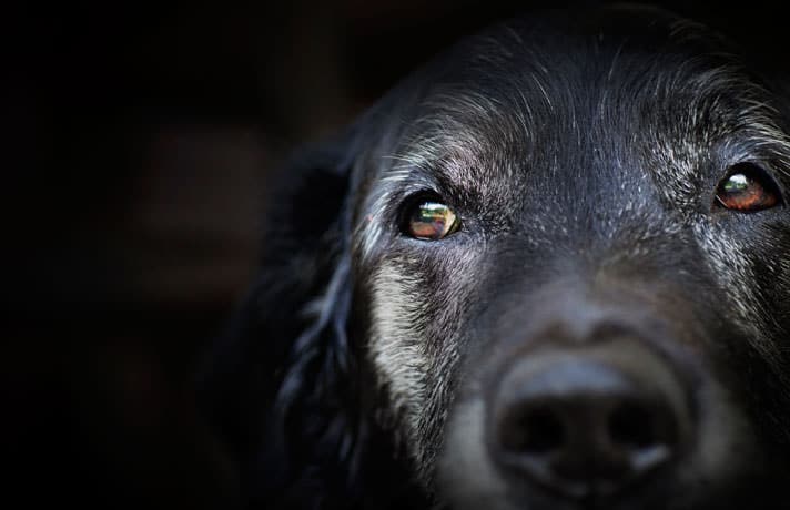 Dog Boarding Services