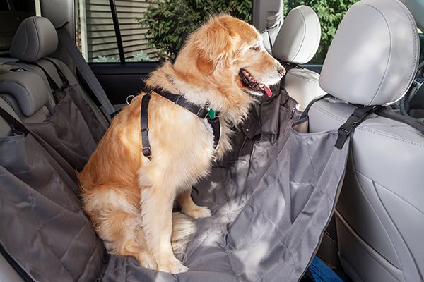Pet Boarding in Gurgaon Image