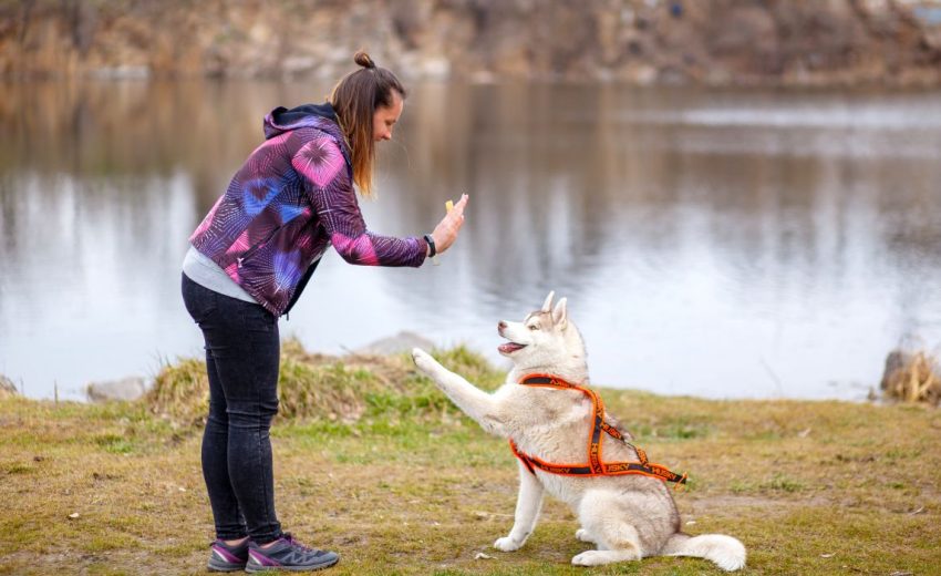 Dog Boarding Services