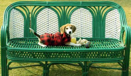 Dog Boarding Services