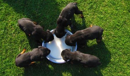 Dog Kennel Services