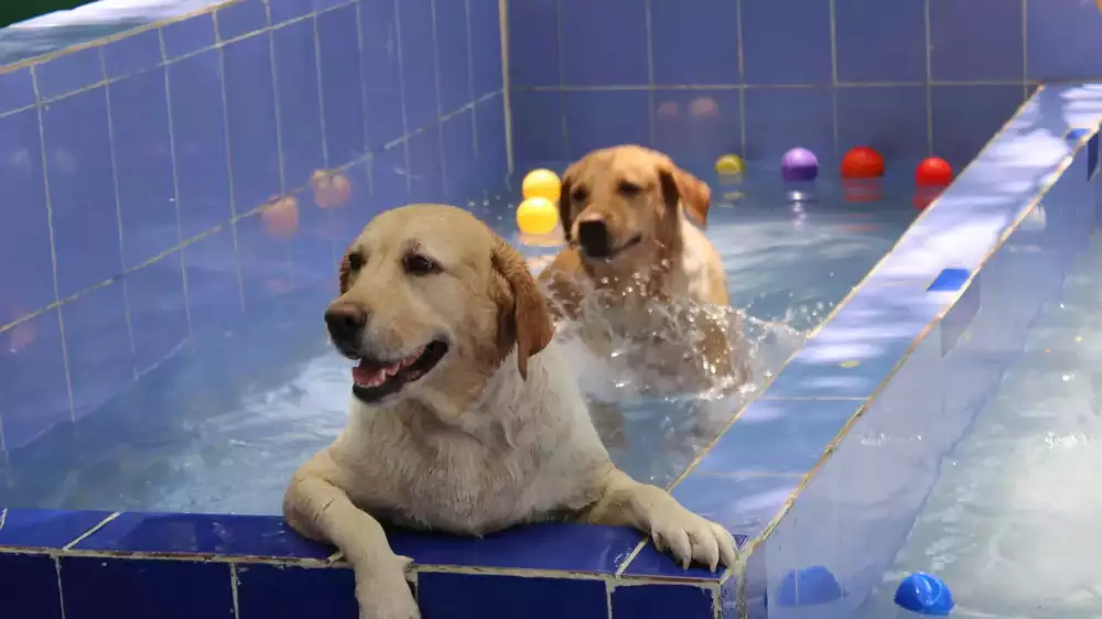 Dog Boarding Services