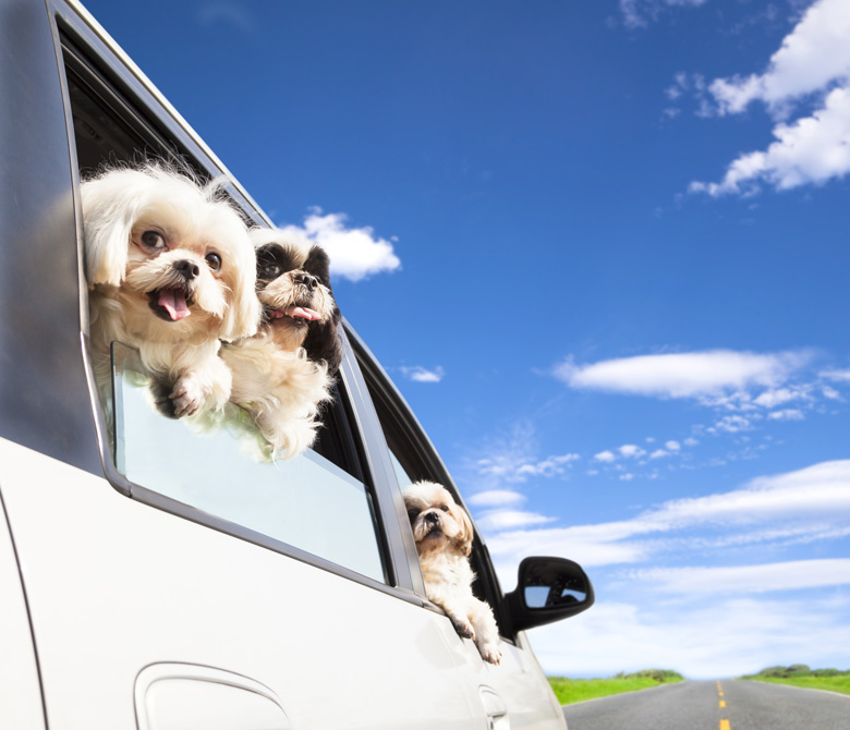 Dog Boarding Services