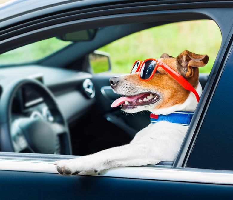 Dog Boarding Services