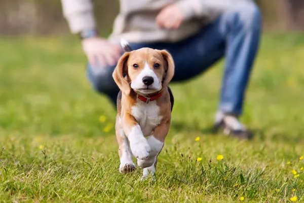 Dog Boarding Park Services