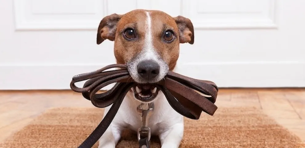 Pet Boarding in Gurgaon Image