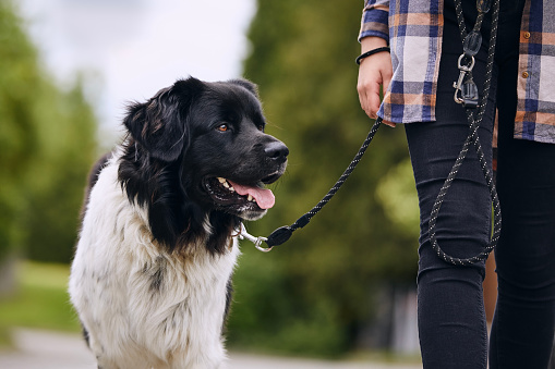 Dog Boarding Park Services