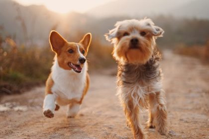 Dog Boarding Services